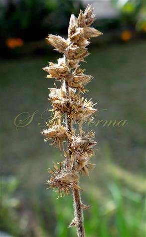  Inflorescence axis bearing burrs